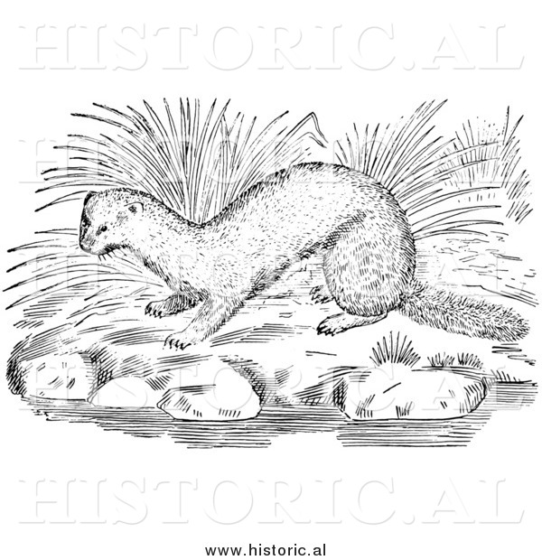 Illustration of a Mink Beside Water and River Rocks - Black and White
