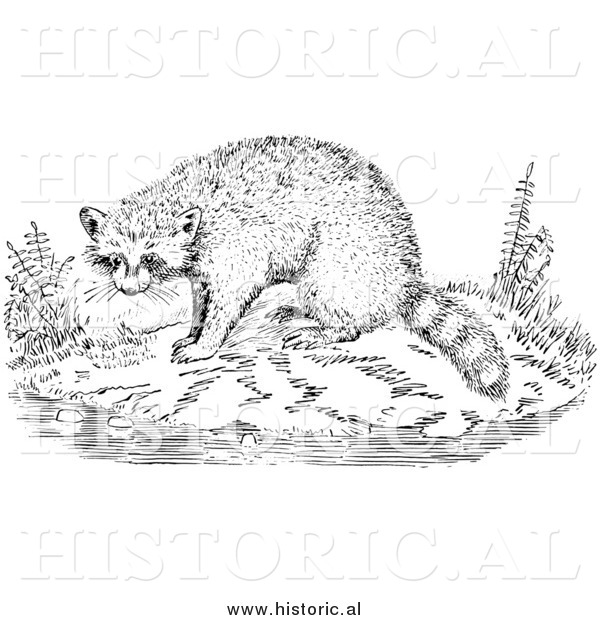 Illustration of a Raccoon Beside Water - Black and White