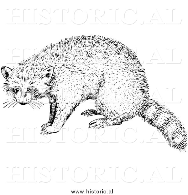 Illustration of a Raccoon - Black and White