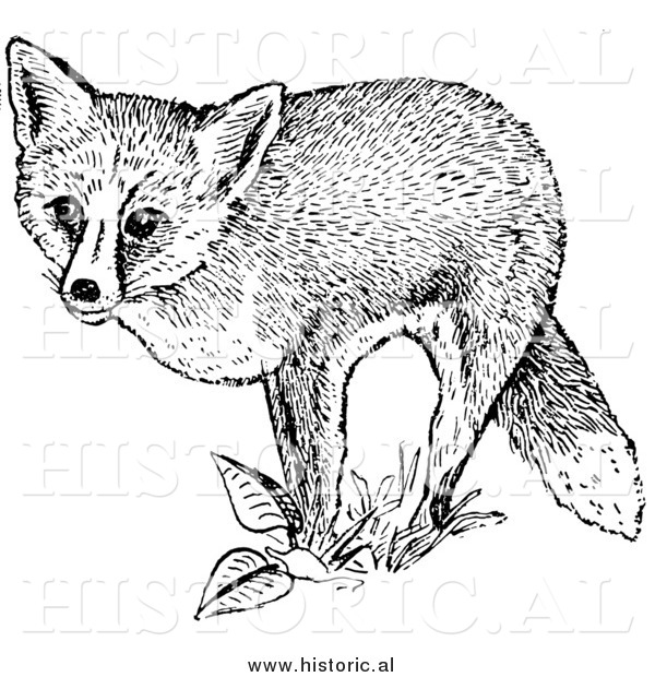Illustration of a Red Fox Posing on Plants - Black and White