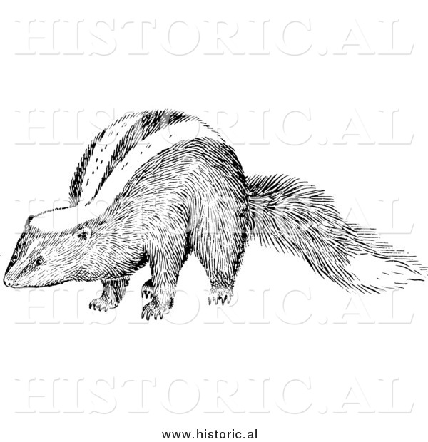 Illustration of a Skunk - Black and White