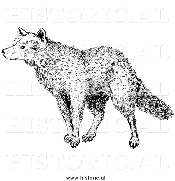 Illustration of a Sniffing Wolf - Black and White