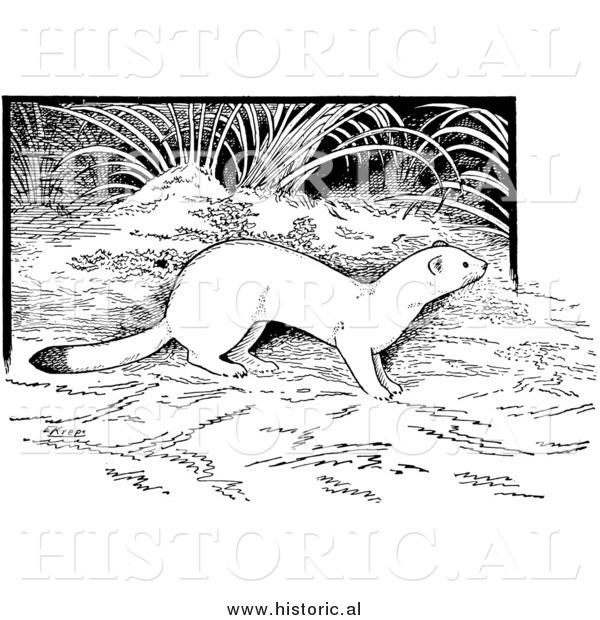 Illustration of a Weasel in the Forest - Black and White