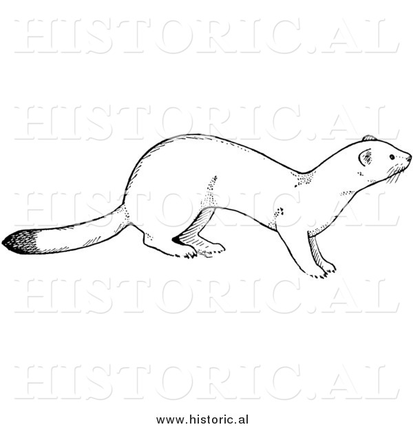 Illustration of a Weasel out and About - Black and White