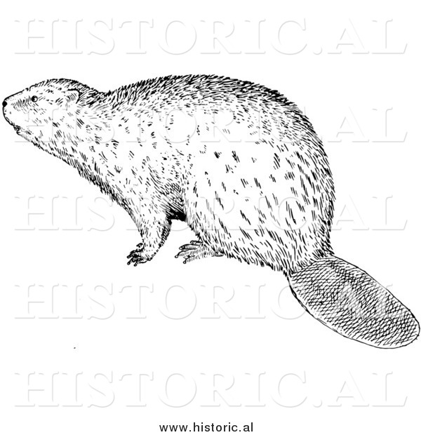 Illustration of a Wild Beaver - Black and White