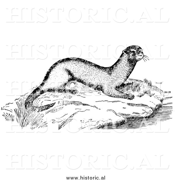 Illustration of a Wild Otter Beside Water Flowing in a River - Black and White