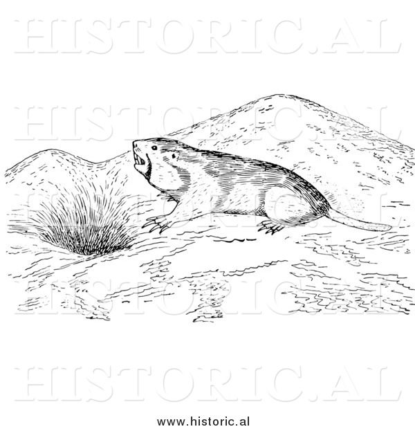 Illustration of a Wild Pocket Gopher Outside a Den - Black and White