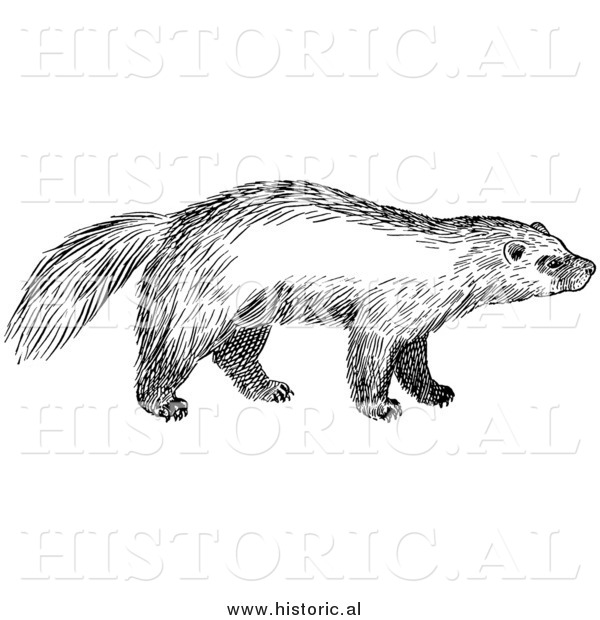 Illustration of a Wild Wolverine - Black and White