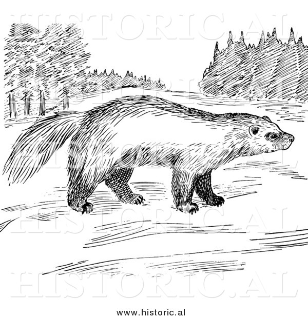 Illustration of a Wolverine Looking Around Meadow - Black and White