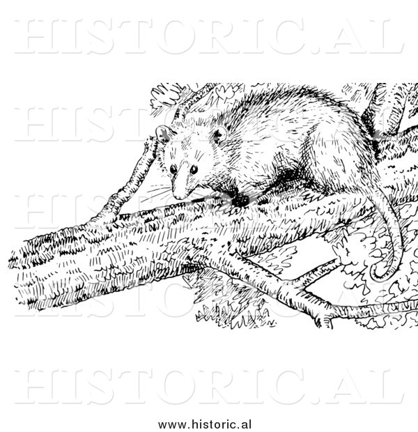 Illustration of an Opossum in a Tree - Black and White