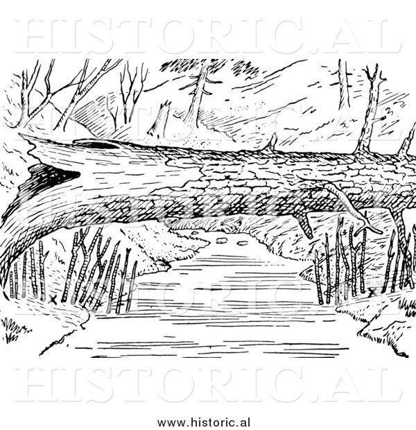 Illustration of Mink Traps Beside Log over a River - Black and White