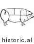Clipart of a Pig with Outlined Cuts of Pork Chart - Black and White Line Drawing by Picsburg