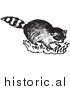Clipart of a Young Raccoon on Grass - Black and White Drawing by Picsburg