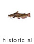 Historical Illustration of a Brown Bullhead Catfish (Ameiurus Nebulosus) by JVPD