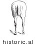 Historical Illustration of a Horse's Anatomy Featuring Bad Hind Quarters from the Rear - Black and White Version by Picsburg