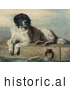Historical Illustration of a Large Landseer Newfoundland Dog Lying on Cement near Water by JVPD