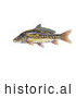Historical Illustration of a Mirror Carp Fish (Cyprinus Carpio) by JVPD