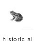 Historical Illustration of a Pickerel Frog (Rana Palustris) - Black and White Version by JVPD