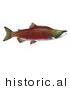 Historical Illustration of a Sockeye Salmon (Oncorhynchus Nerka) by JVPD
