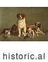Historical Illustration of Dogs; St Bernard, Hound, Mastiff, Bulldog, Jack Russell Terrier, a King Charles Spaniel and Two Other Little Dogs at the New England Kennel Club's Dog Show by JVPD