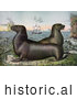Historical Illustration of Two Sea Lions with Ships in the Distance by JVPD