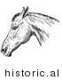 Historical Vector Illustration of a Horse's Anatomy Featuring a Bad Head from the Side - Black and White Version by Picsburg