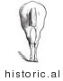 Historical Vector Illustration of a Horse's Anatomy Featuring Bad Hind Quarters from the Rear - Black and White Version by Picsburg