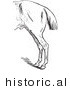 Historical Vector Illustration of a Horse's Anatomy with Bad Hind Quarters - Black and White Version by Picsburg
