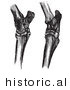 Historical Vector Illustration of Engravings Featuring Horse Hock Bones - Black and White Version by Picsburg