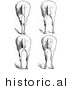 Historical Vector Illustration of Horse Anatomy Featuring Bad Hind Quarters 10 - Black and White Version by Picsburg