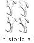 Historical Vector Illustration of Horse Anatomy Featuring Bad Hind Quarters 5 - Black and White Version by Picsburg