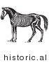 Historical Vector Illustration of Horse Anatomy Featuring the Skeleton - Black and White Version by JVPD