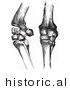 Historical Vector Illustration of Horse Knee Bones and Joints - Black and White Version by Picsburg