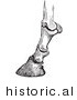Historical Vector Illustration of the Engraved Horse Bones and Articulations of the Foot Hoof from Side View - Black and White Version by Picsburg