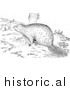 Illustration of a Beaver Beside Tree Stumps - Black and White by Picsburg