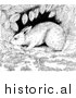 Illustration of a Cottontail Rabbit Sniffing Around Under a Shrub - Black and White by Picsburg
