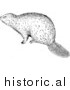 Illustration of a Wild Beaver - Black and White by Picsburg