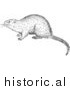 Illustration of an Alerted Muskrat - Black and White by Picsburg